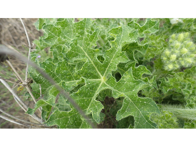 Cnidoscolus texanus (Texas bullnettle) #76957