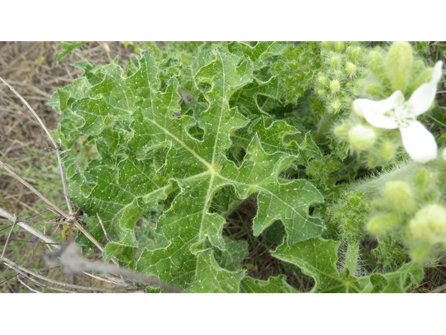 Cnidoscolus texanus (Texas bullnettle) #76959