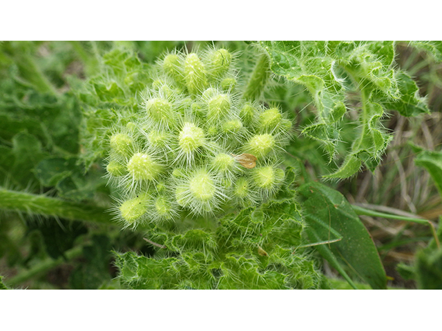 Cnidoscolus texanus (Texas bullnettle) #76961