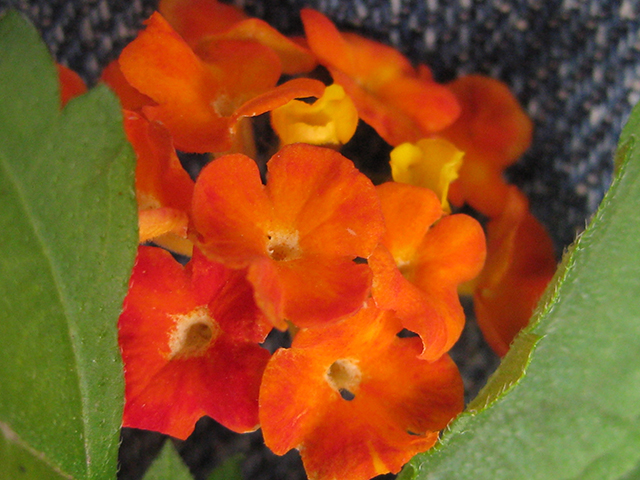 Lantana urticoides (Texas lantana) #76977