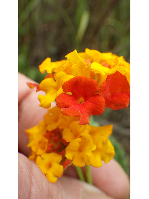 Lantana urticoides (Texas lantana) #76988