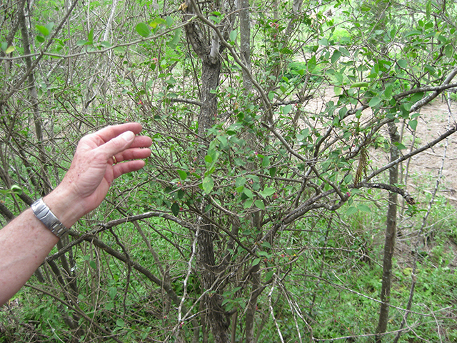 Malpighia glabra (Barbados cherry) #76989