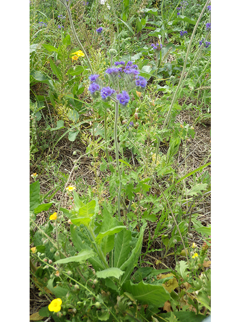 Phacelia congesta (Caterpillars) #77020