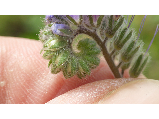 Phacelia congesta (Caterpillars) #77027