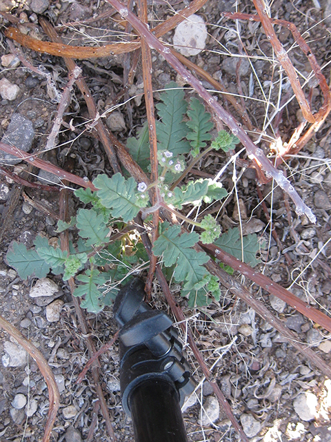 Phacelia infundibuliformis (Rio grande phacelia) #77031