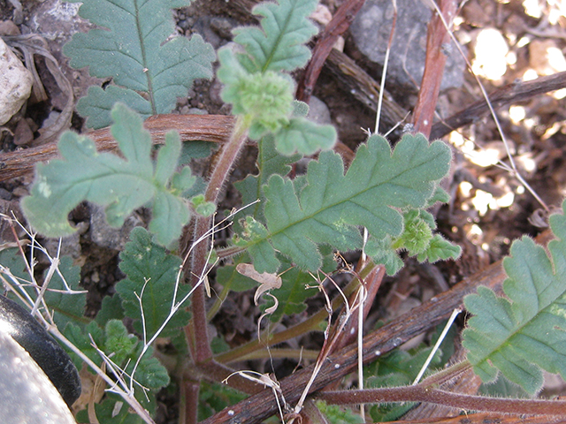 Phacelia infundibuliformis (Rio grande phacelia) #77032