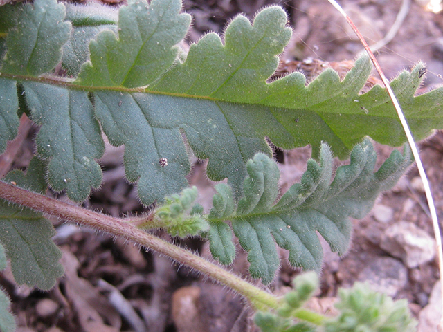 Phacelia infundibuliformis (Rio grande phacelia) #77033