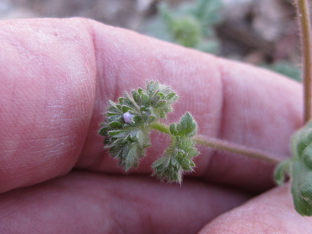 Phacelia infundibuliformis (Rio grande phacelia) #77034