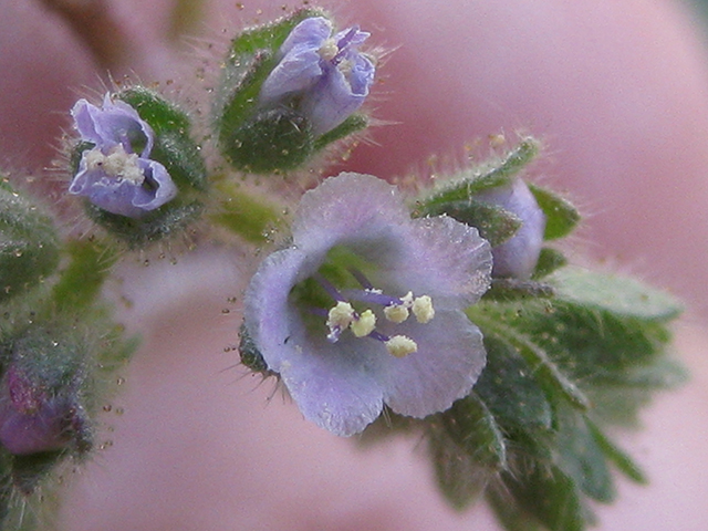 Phacelia infundibuliformis (Rio grande phacelia) #77036