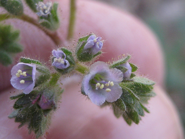 Phacelia infundibuliformis (Rio grande phacelia) #77037