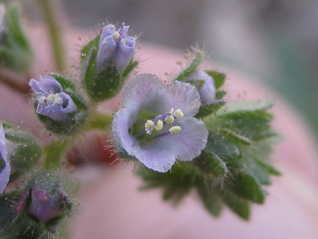 Phacelia infundibuliformis (Rio grande phacelia) #77038