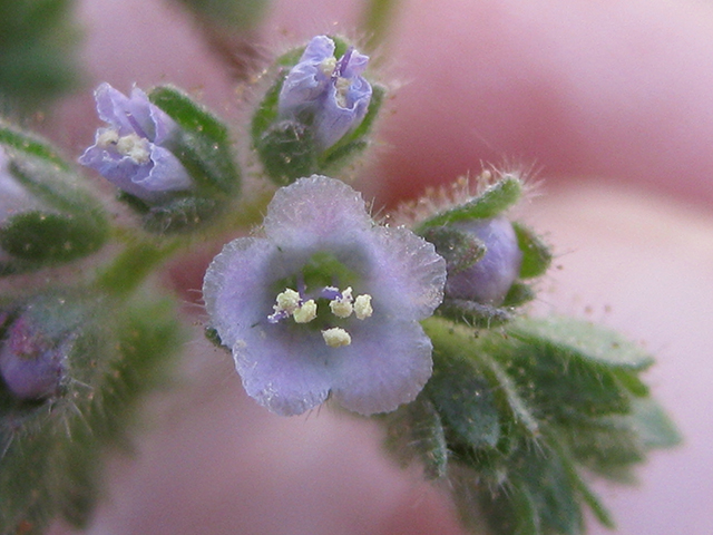 Phacelia infundibuliformis (Rio grande phacelia) #77039