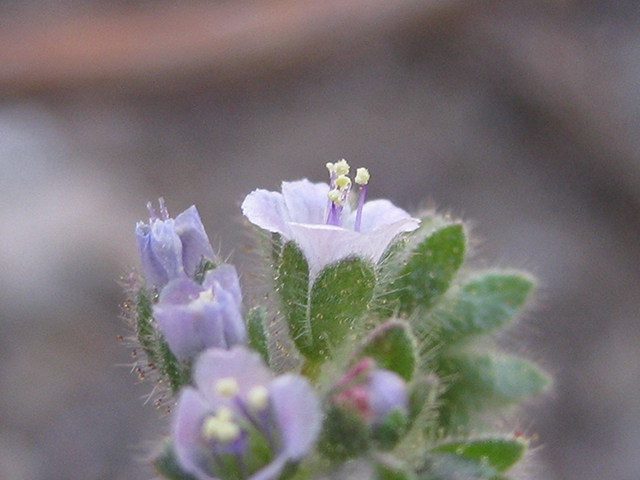 Phacelia infundibuliformis (Rio grande phacelia) #77040