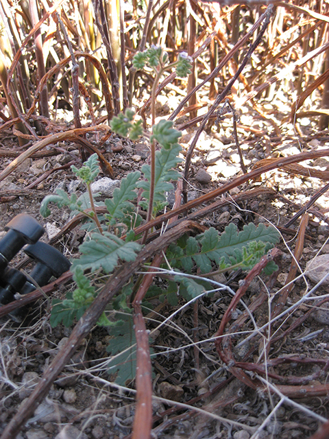 Phacelia infundibuliformis (Rio grande phacelia) #77043