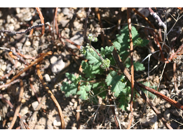 Phacelia infundibuliformis (Rio grande phacelia) #77044