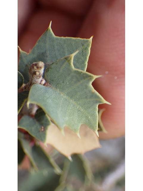 Quercus hinckleyi (Hinckley oak) #77045