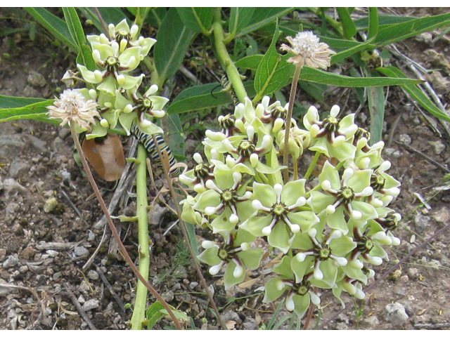 Asclepias asperula (Antelope-horns) #31129