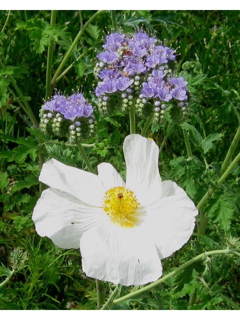 Argemone aurantiaca (Texas pricklypoppy) #31134