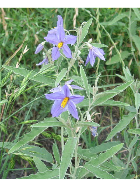 Solanum elaeagnifolium (Silverleaf nightshade) #31152