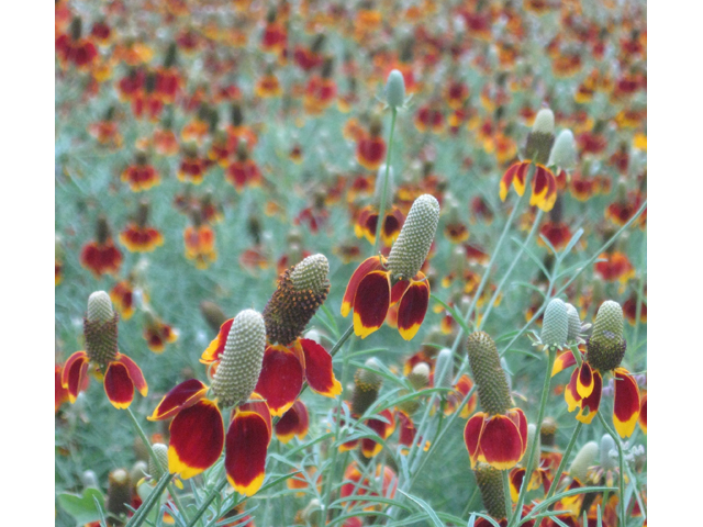 Ratibida columnifera (Mexican hat) #31189