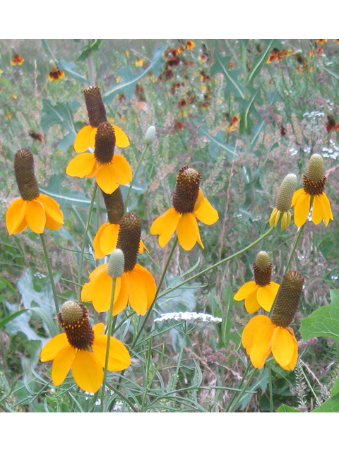 Ratibida columnifera (Mexican hat) #31190