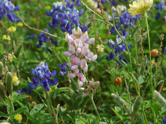 Lupinus texensis (Texas bluebonnet) #28592