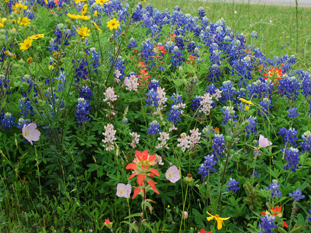 Lupinus texensis (Texas bluebonnet) #28597