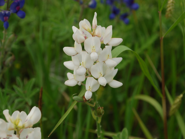 Lupinus texensis (Texas bluebonnet) #28599