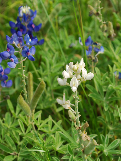 Lupinus texensis (Texas bluebonnet) #28600