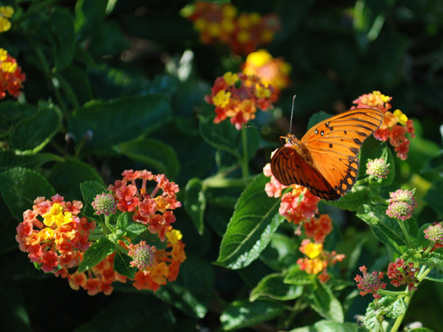 Lantana urticoides (Texas lantana) #28604