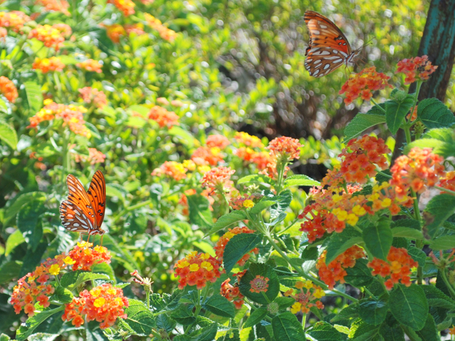 Lantana urticoides (Texas lantana) #28605