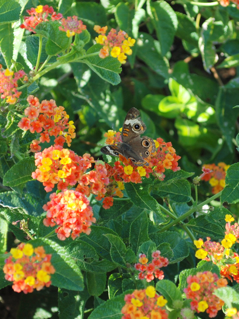 Lantana urticoides (Texas lantana) #28608