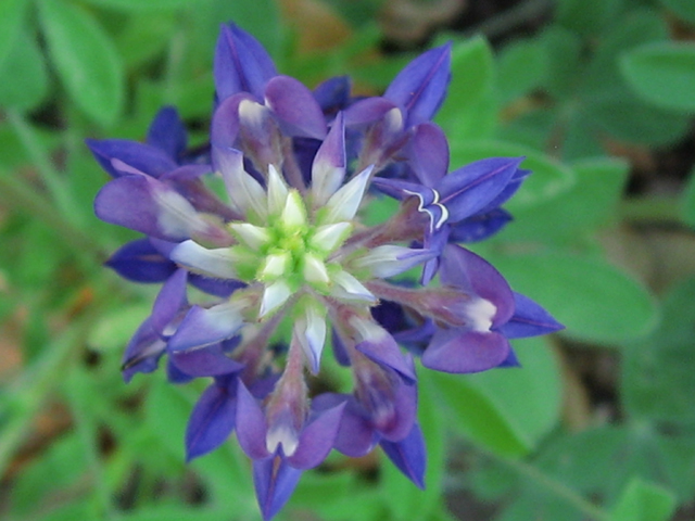 Lupinus texensis (Texas bluebonnet) #31093