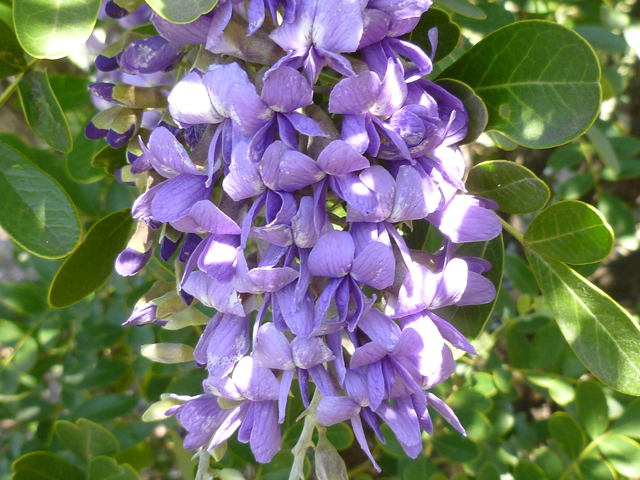 Sophora secundiflora (Texas mountain laurel) #31099