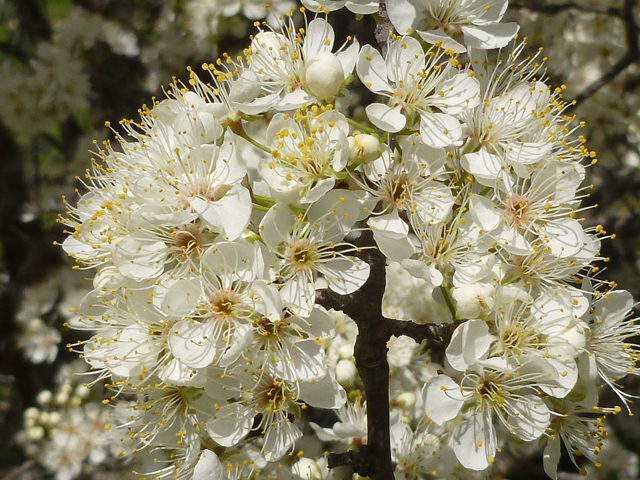 Prunus mexicana (Mexican plum) #31101