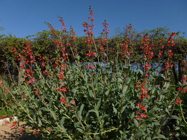 Penstemon wrightii (Wright's penstemon) #31112