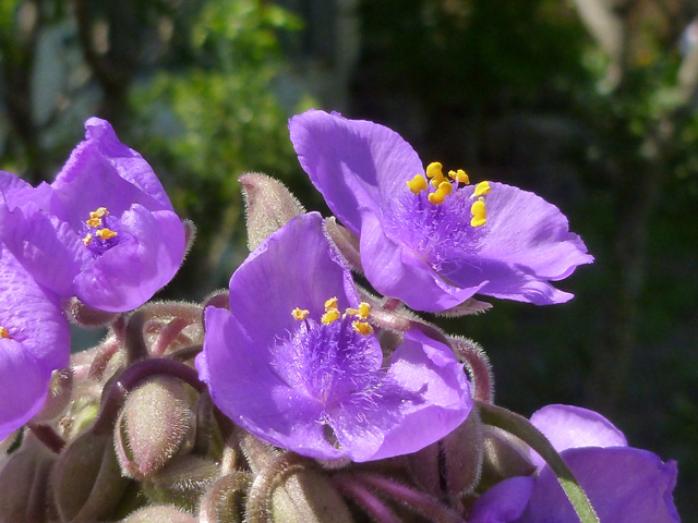 Tradescantia gigantea (Giant spiderwort) #31119