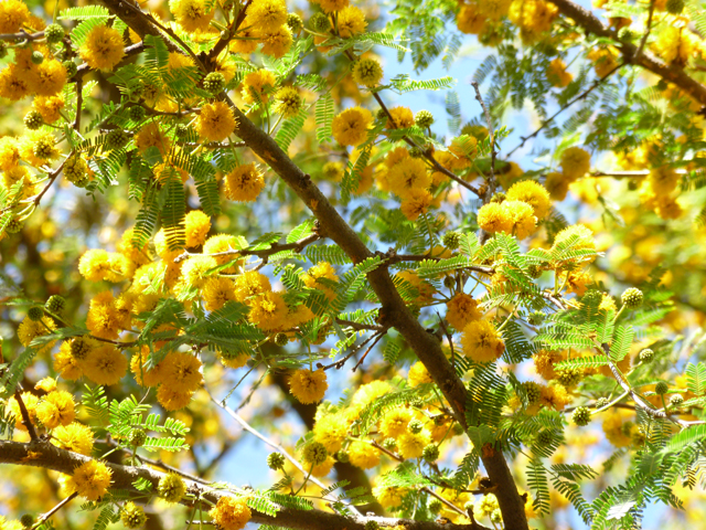 Vachellia farnesiana (Huisache) #31338