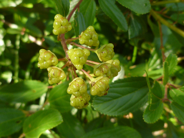 Ceanothus herbaceus (Prairie redroot) #31349