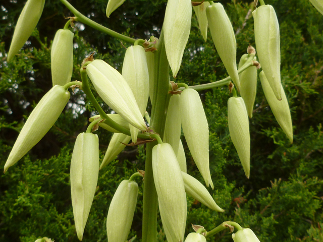 Yucca rupicola (Twistleaf yucca) #31361