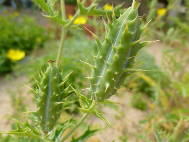 Argemone mexicana (Mexican prickly poppy) #31919