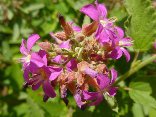 Melochia tomentosa (Pyramid bush) #31942