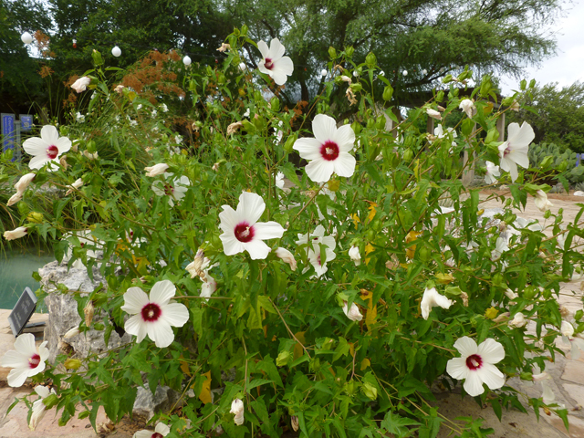 Hibiscus laevis (Halberdleaf rosemallow) #31944