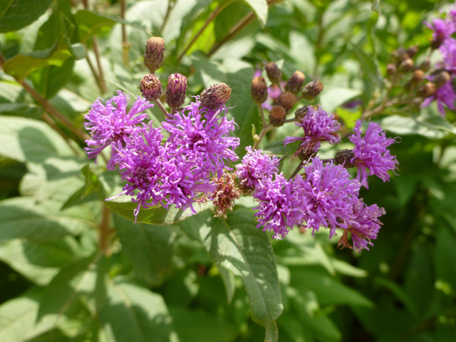 Vernonia baldwinii (Western ironweed) #31946