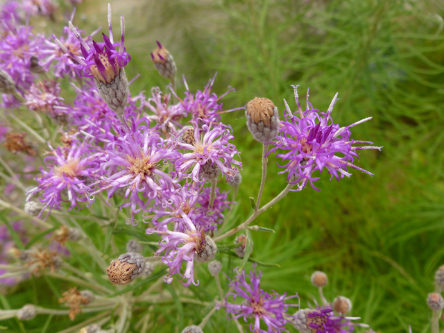 Vernonia lindheimeri (Woolly ironweed) #31957