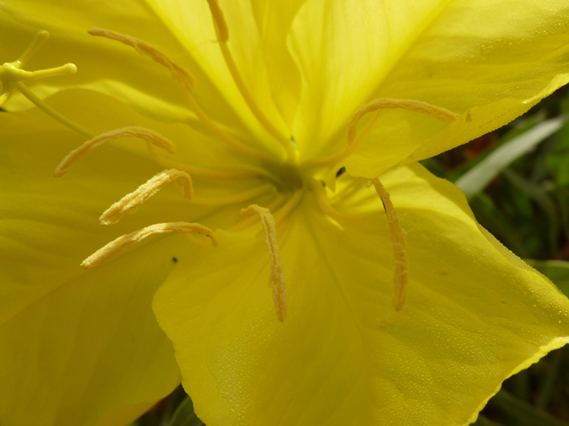 Oenothera macrocarpa (Bigfruit evening-primrose) #38872