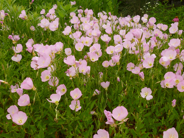 Oenothera speciosa (Pink evening primrose) #38877