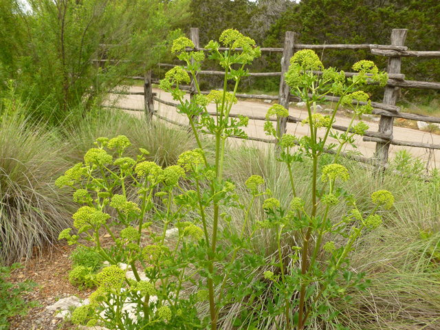 Polytaenia texana (Texas prairie parsley) #38881