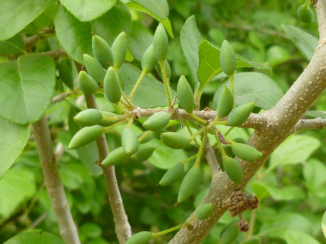 Forestiera pubescens var. pubescens (Stretchberry) #38883