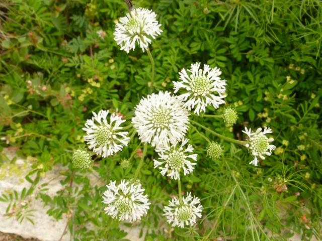 Marshallia caespitosa (Barbara's-buttons) #38888